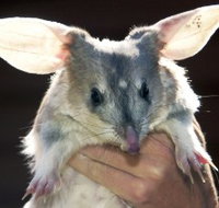 Charleville - Bilby Experience - ACT Tourism