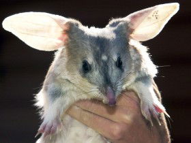 Charleville - Bilby Experience - ACT Tourism 0