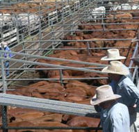 Dalrymple Sales Yards - Cattle Sales - ACT Tourism