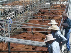 Dalrymple Sales Yards - Cattle Sales - ACT Tourism 0
