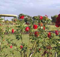 Elizabeth Park Rose Gardens - ACT Tourism