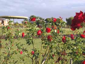 Elizabeth Park Rose Gardens - ACT Tourism 0