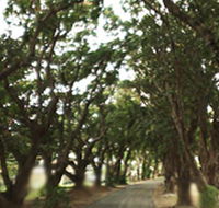 Mango Avenue - ACT Tourism