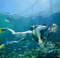 Manta Ray Bommie Dive Site - ACT Tourism