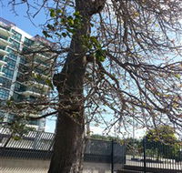The Leichhardt Tree - ACT Tourism