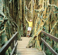 Curtain Fig Tree - ACT Tourism