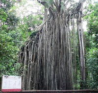Curtain Fig National Park - ACT Tourism