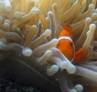 Flat Rock Dive Site - ACT Tourism