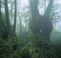 West Canungra Creek Circuit - ACT Tourism