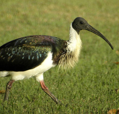 Toowoomba Bicentennial Waterbird Habitat - ACT Tourism 0
