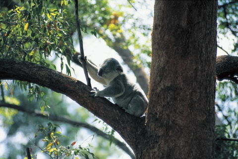Daisy Hill Conservation Park - ACT Tourism 0