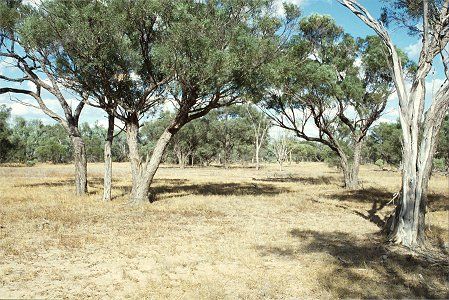 Forest Den National Park - ACT Tourism 0