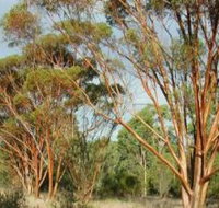 Myall Park Botanic Garden - ACT Tourism