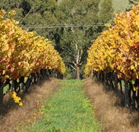 Wild Dog Winery  Restaurant - ACT Tourism