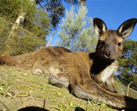 Ballarat Wildlife Park - ACT Tourism 0