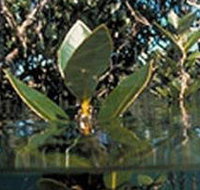 Jawbone Marine Sanctuary - ACT Tourism