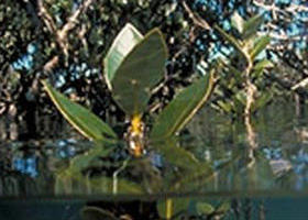 Jawbone Marine Sanctuary - ACT Tourism 0