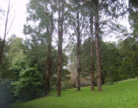 Mount Dandenong Arboretum - ACT Tourism 0
