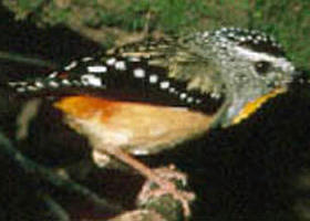 Reef Hills State Park - ACT Tourism 0