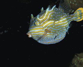 Mornington Peninsula VIC ACT Tourism