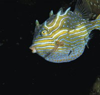 Mushroom Reef Marine Sanctuary - ACT Tourism