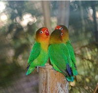 Ballarat Bird World - ACT Tourism