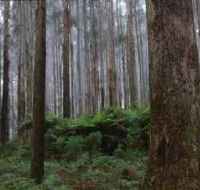 Kinglake National Park - ACT Tourism