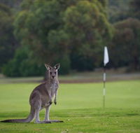 Anglesea Golf Club - ACT Tourism