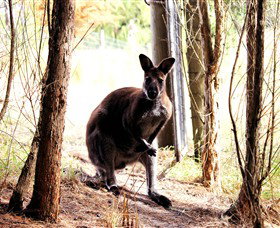 Great Ocean Road Wildlife Park - ACT Tourism 0