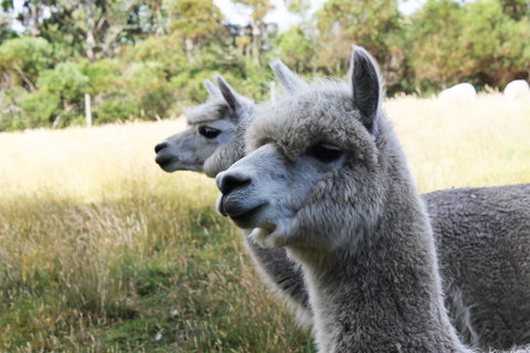 Great Ocean Road Wildlife Park - ACT Tourism 1
