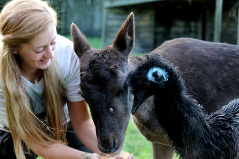 Great Ocean Road Wildlife Park - ACT Tourism 2