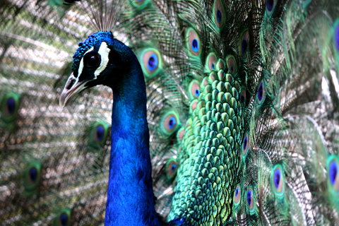 Great Ocean Road Wildlife Park - ACT Tourism 5