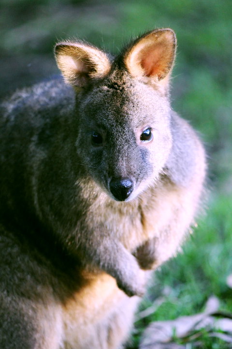 Great Ocean Road Wildlife Park - ACT Tourism 6