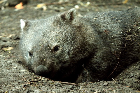 Great Ocean Road Wildlife Park - ACT Tourism 7