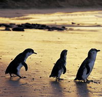 Phillip Island Nature Park - ACT Tourism