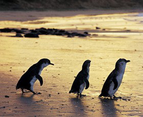 Phillip Island Nature Park - ACT Tourism 0