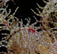 Point Danger Marine Sanctuary - ACT Tourism