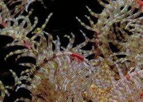 Point Danger Marine Sanctuary - ACT Tourism 0