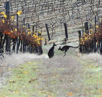 Blue Pyrenees Estate - ACT Tourism