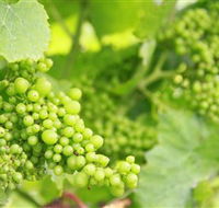 Waratah Hills Vineyard - ACT Tourism