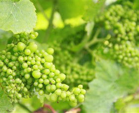 Waratah Hills Vineyard - ACT Tourism 0