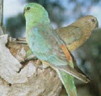 Lake Albacutya Regional Park - ACT Tourism
