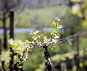 Michelini Wines - ACT Tourism 0