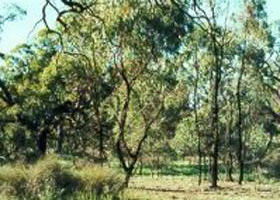 Leaghur State Park - ACT Tourism 0