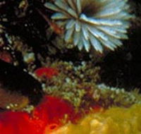 Point Cooke Marine Sanctuary - ACT Tourism