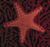 Port Phillip Heads Marine National Park - ACT Tourism