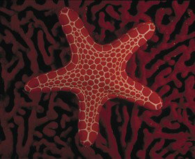 Port Phillip Heads Marine National Park - ACT Tourism 0