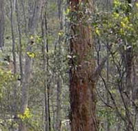Heathcote-Graytown National Park - ACT Tourism