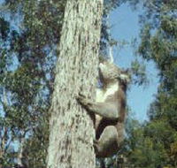 Creswick Regional Park - ACT Tourism