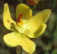Langwarrin Flora and Fauna Reserve - ACT Tourism